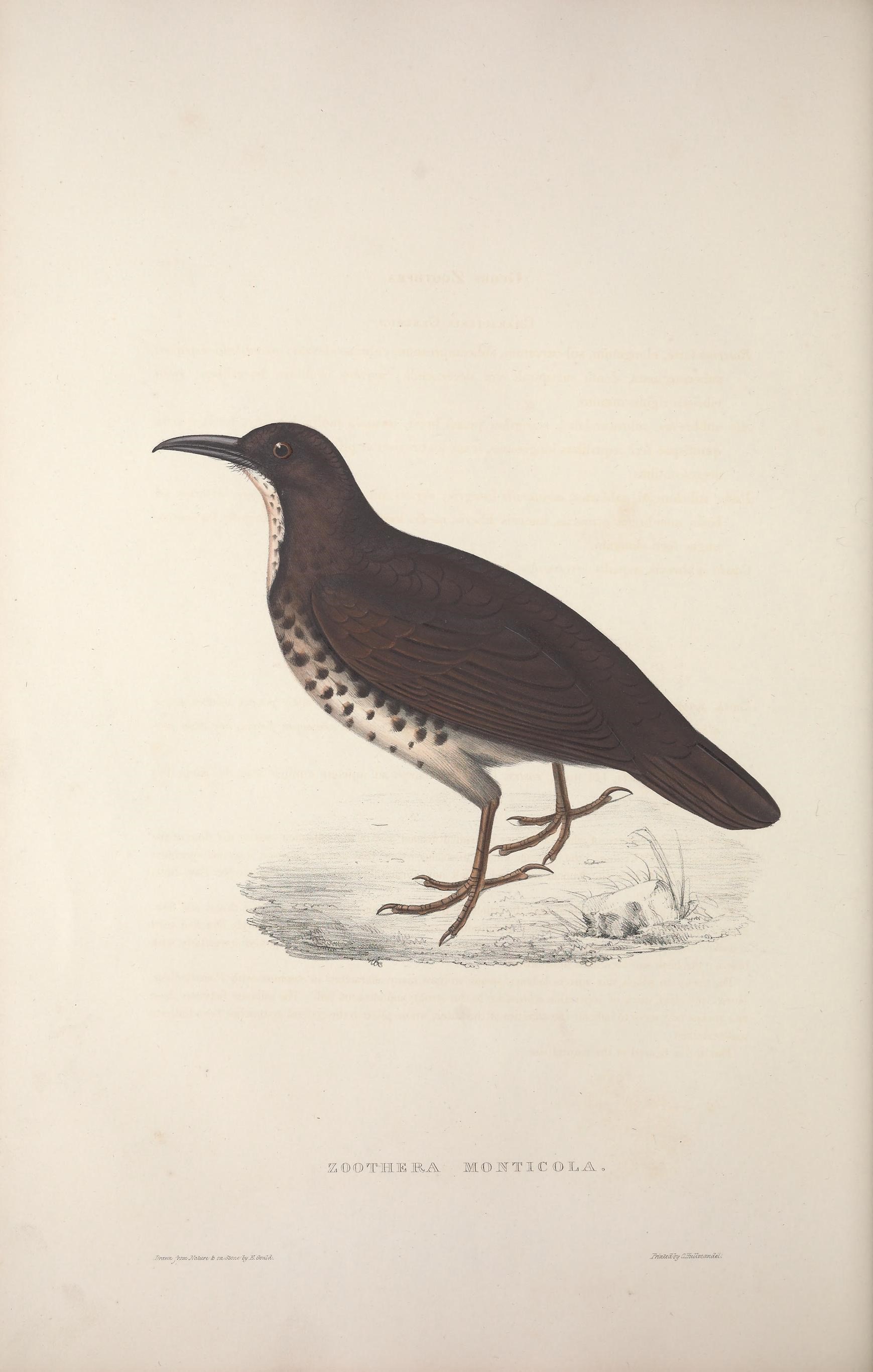 Image of Long-billed thrush