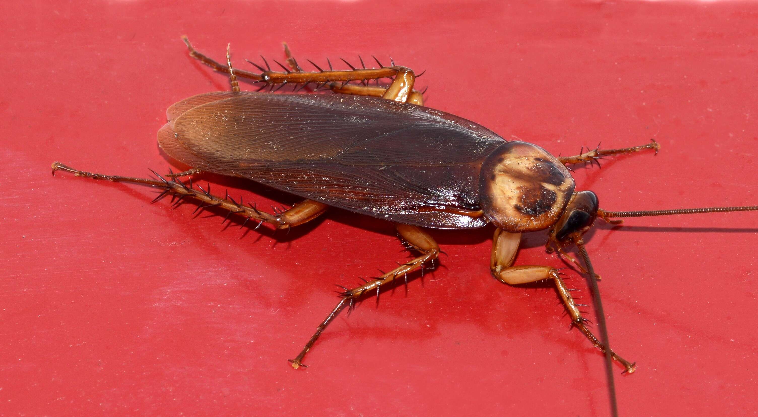 Image of american cockroach, ship cockroach