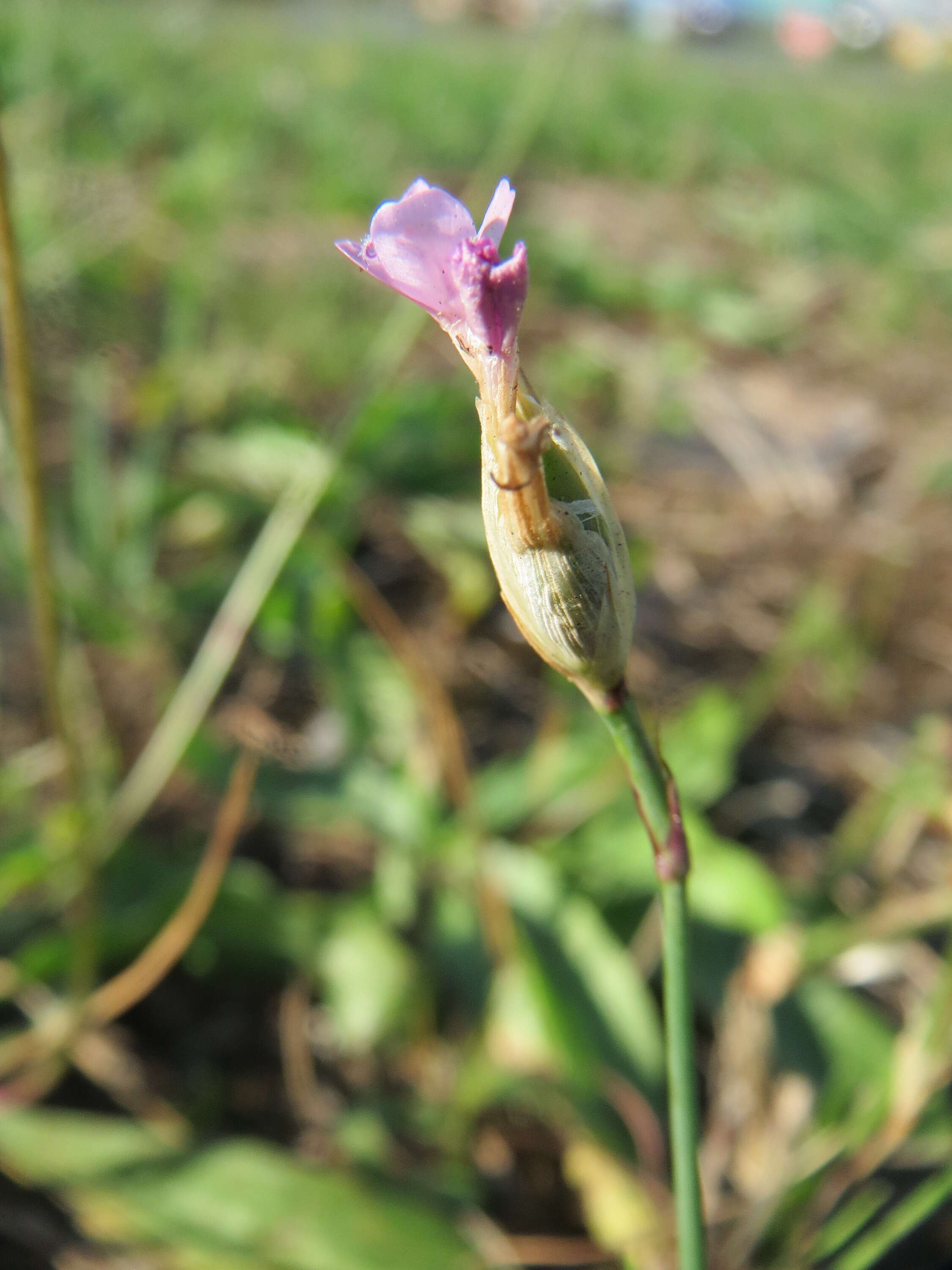 Image of Proliferous Pink