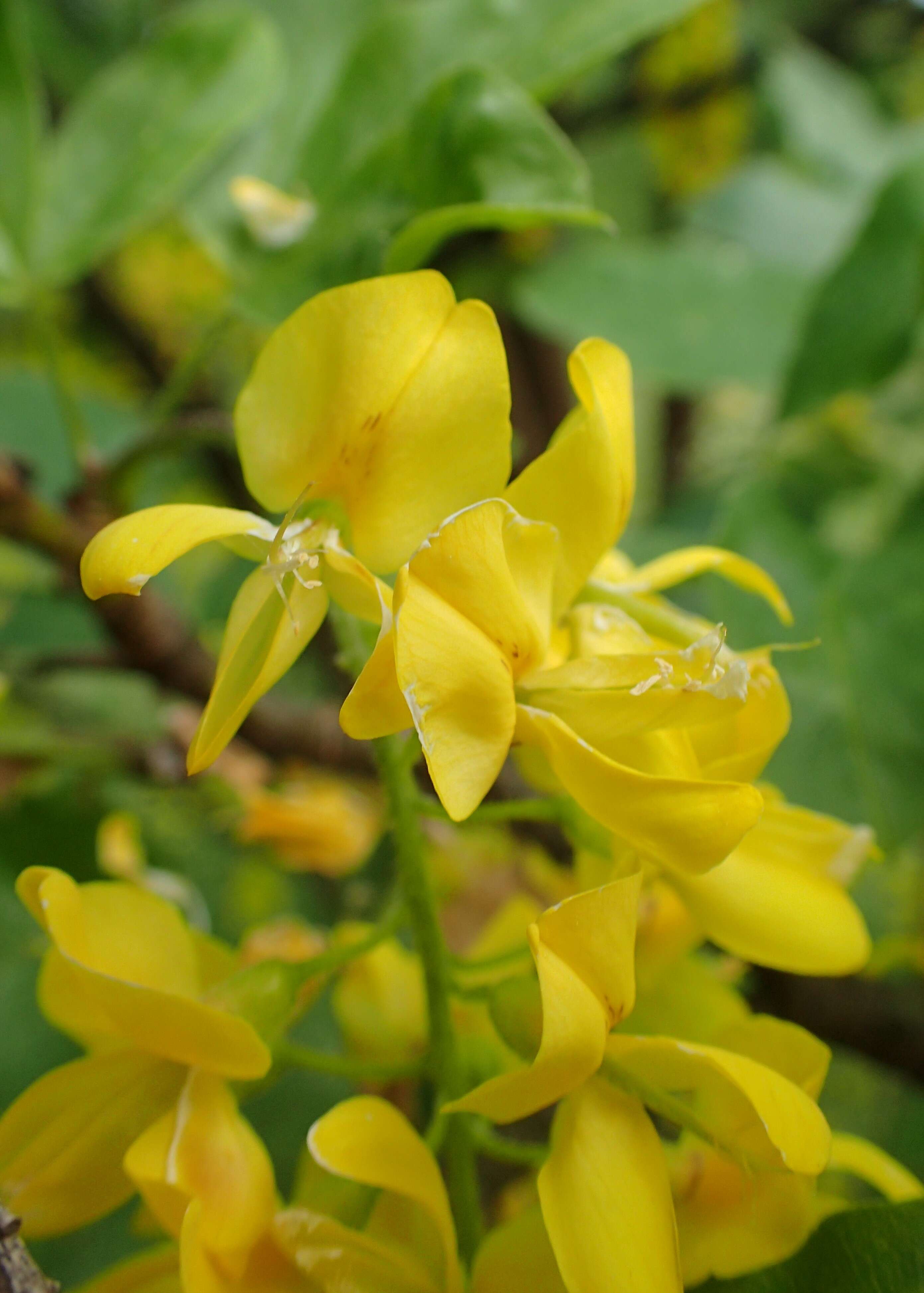 Image of Alpine Laburnum