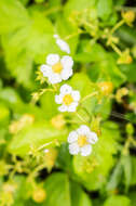 Image of woodland strawberry