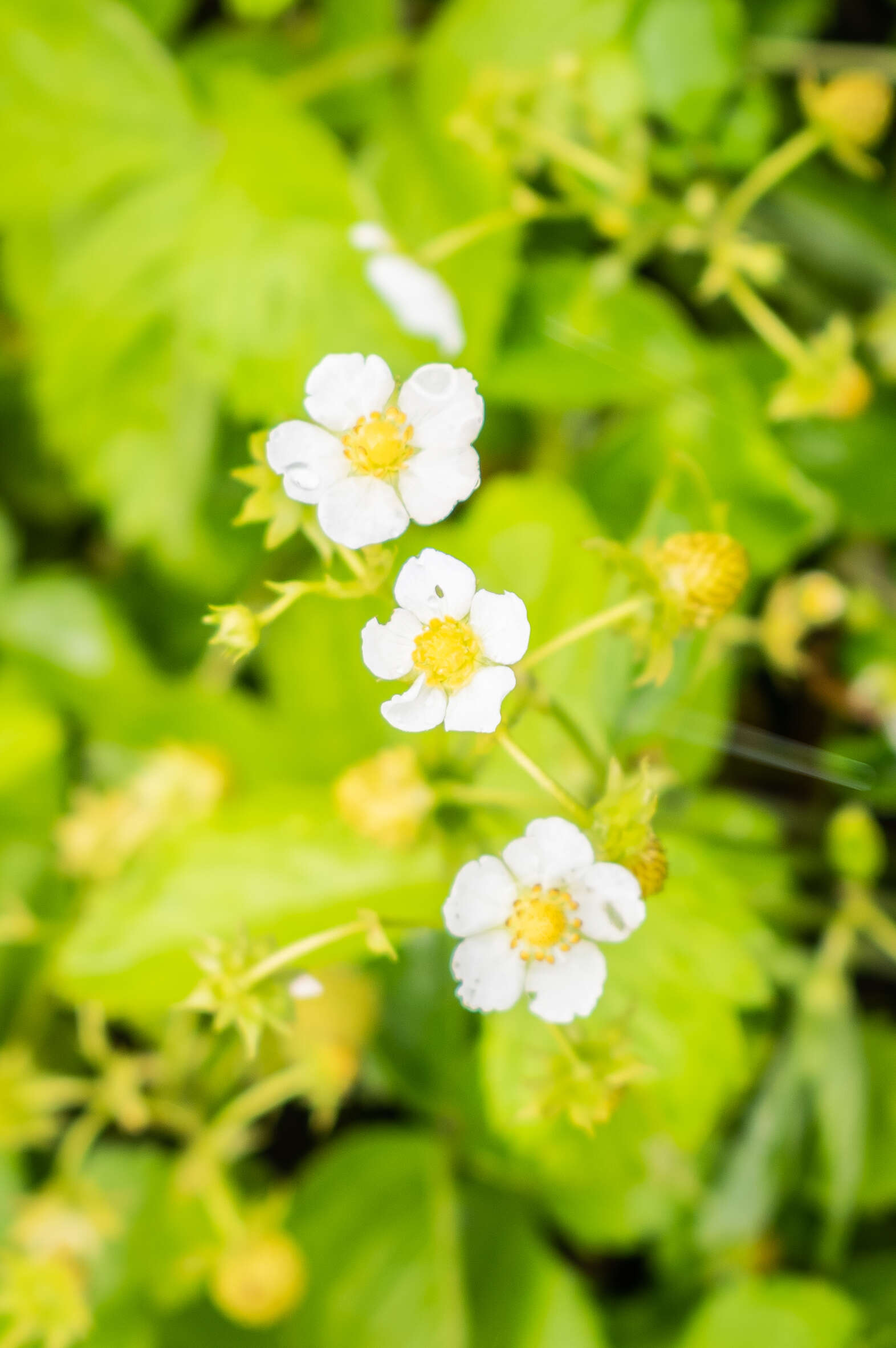 Image of woodland strawberry