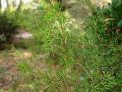 Image of Grevillea anethifolia R. Br.