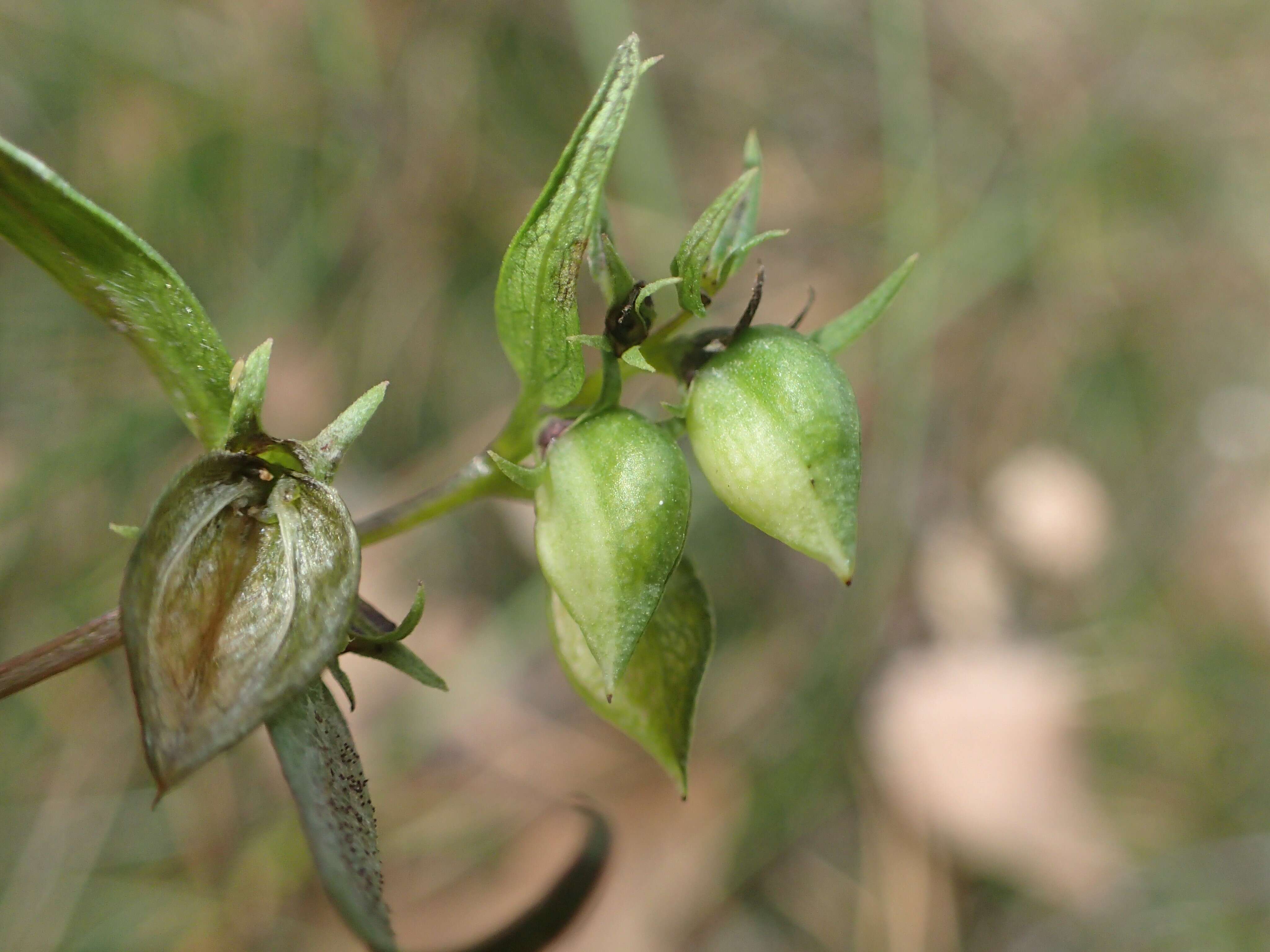 Image of common cow-wheat