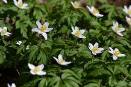 Image of European thimbleweed