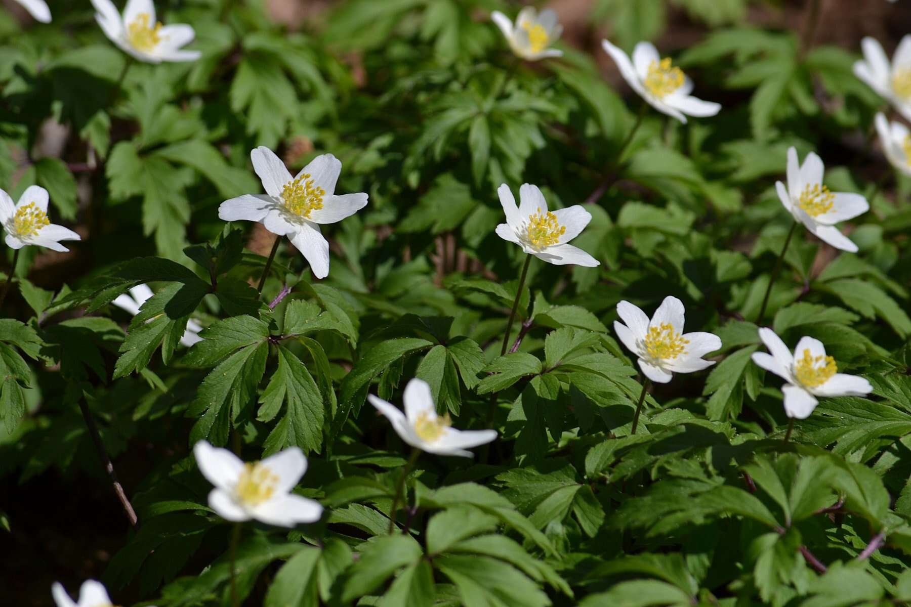 Imagem de Anemone nemorosa L.