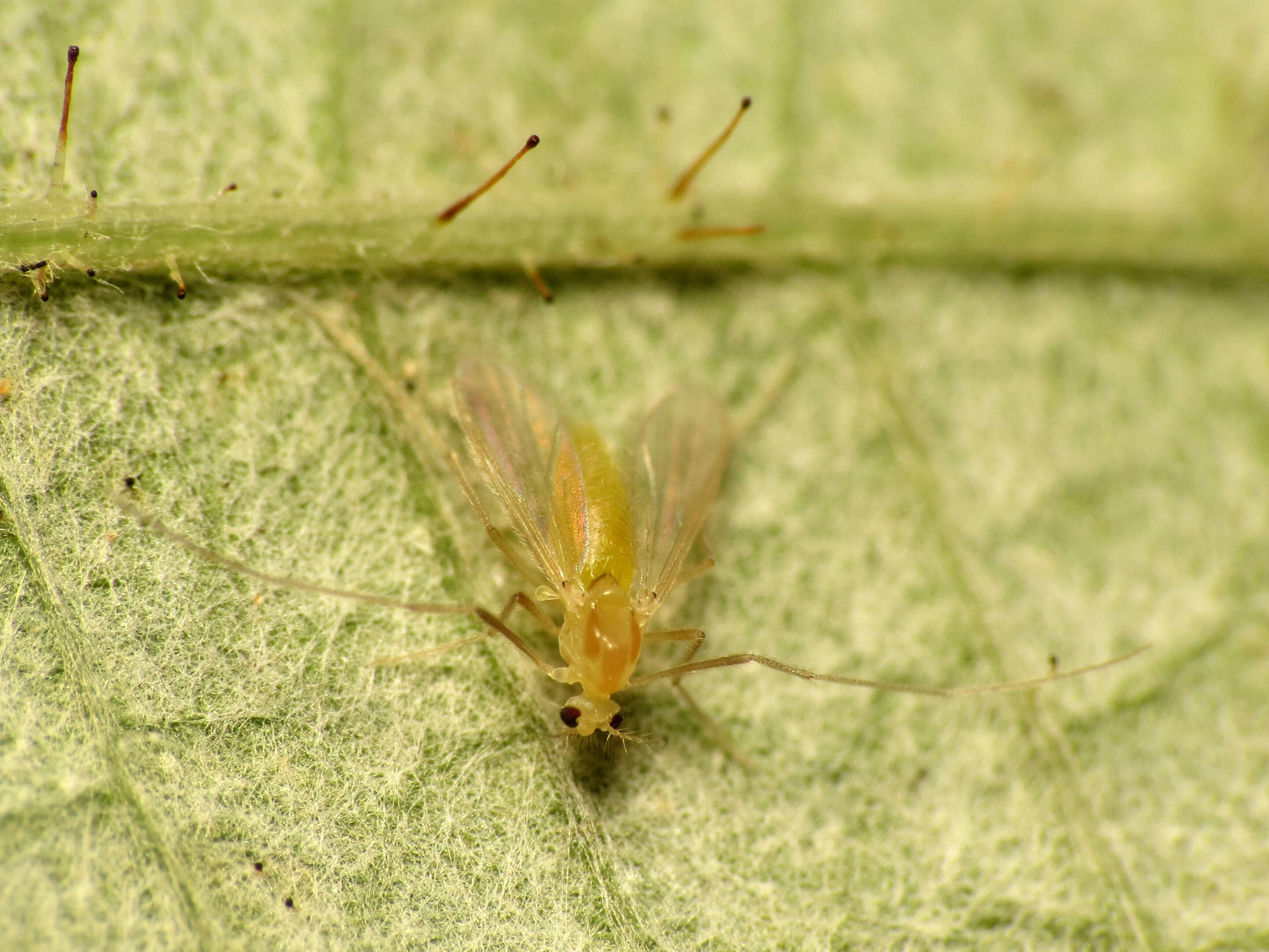 Image of Green Midges