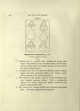 صورة Craniata