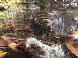 Слика од Ambystoma maculatum (Shaw 1802)