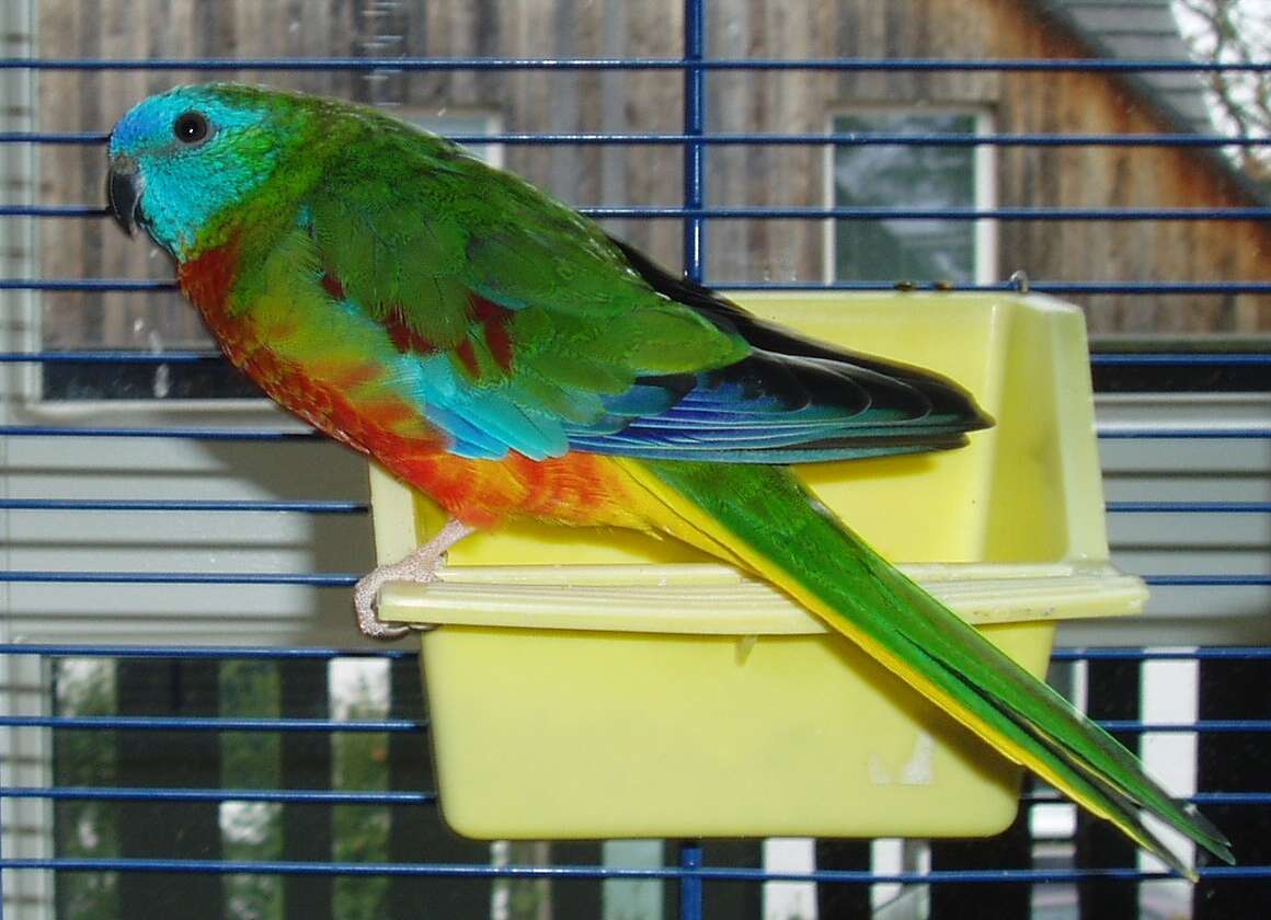 Image of Turquoise Parrot