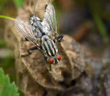 Image of Sarcophaga carnaria (Linnaeus 1758)