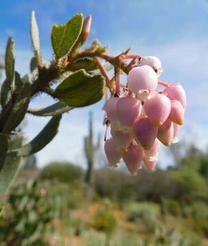 Image of Del Mar manzanita