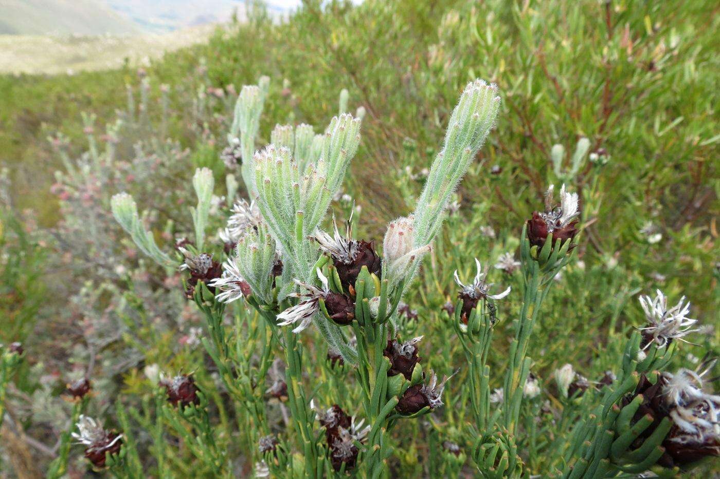 Imagem de Paranomus centaureoides Levyns