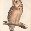 Image of Pharaoh eagle owl