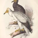 Image of Egyptian vulture