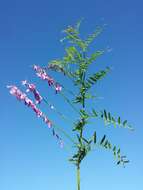 Imagem de Vicia tenuifolia Roth