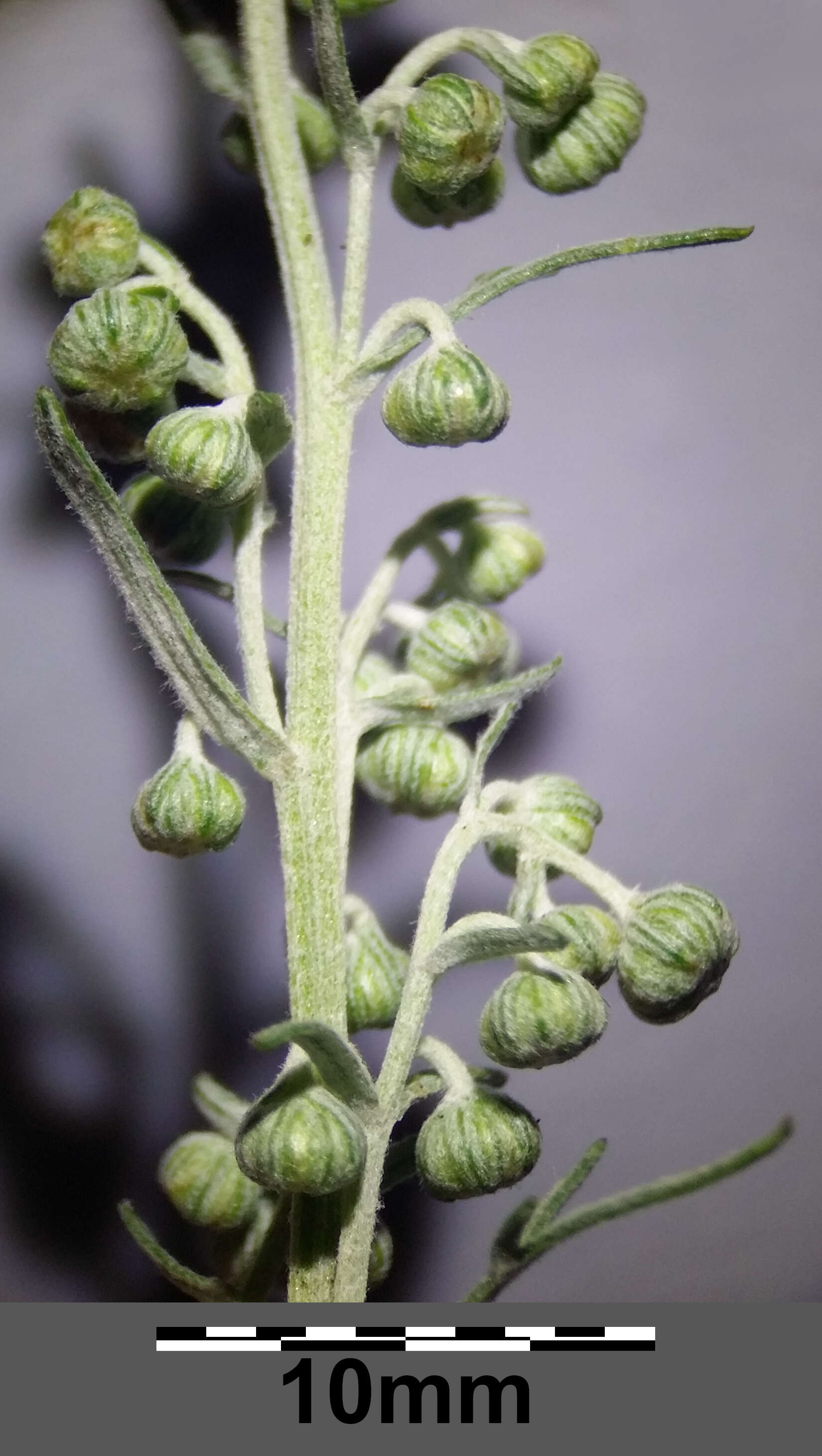 Image of Roman wormwood