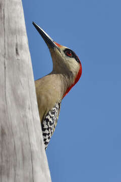 Image of West Indian Woodpecker