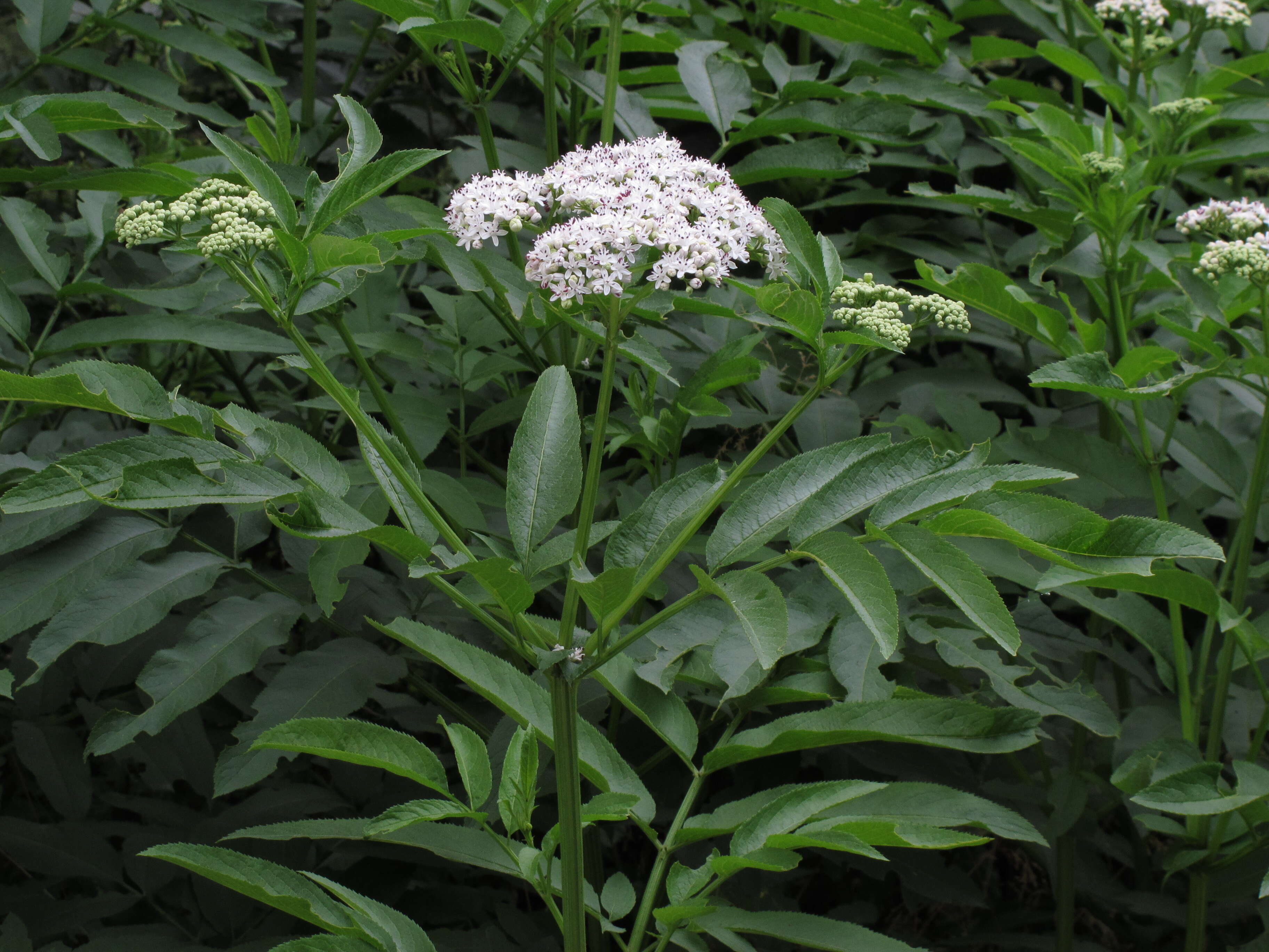 Image of danewort, dwarf elder