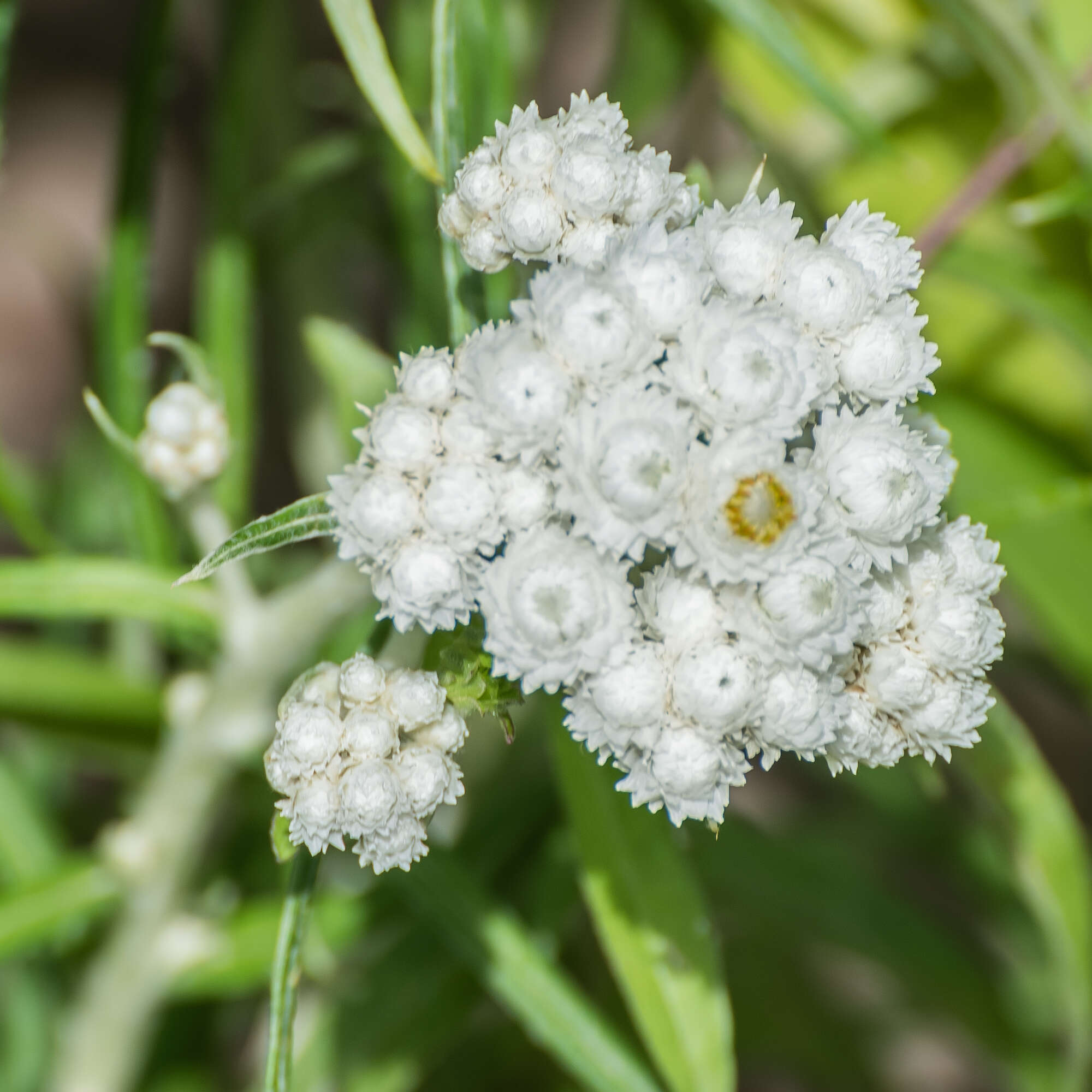 Imagem de Anaphalis margaritacea (L.) Benth.