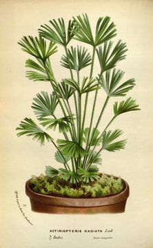Image of Ray Fern