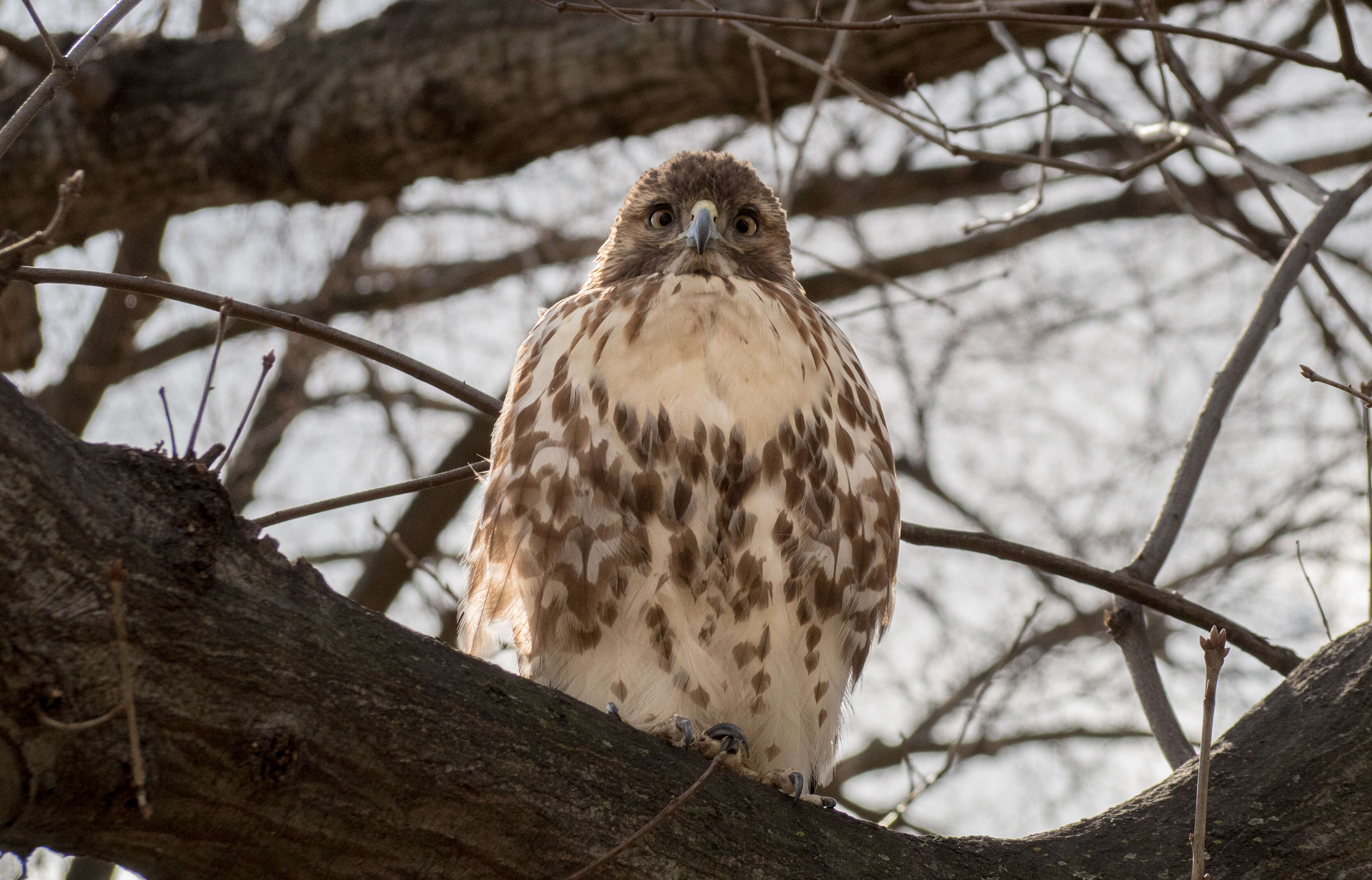 Image of Eastern Red-tailed Hawk