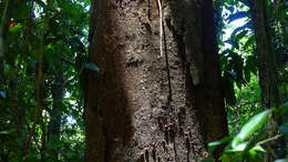 Image of Parkia pendula (Willd.) Walp.