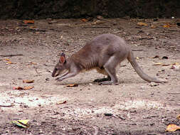 Image of Dusky Pademelon