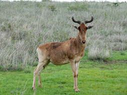 Image of Hartebeest