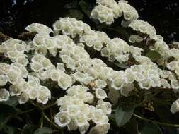 Image of Large-leaved cordia