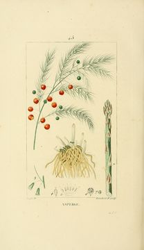 Image of garden asparagus