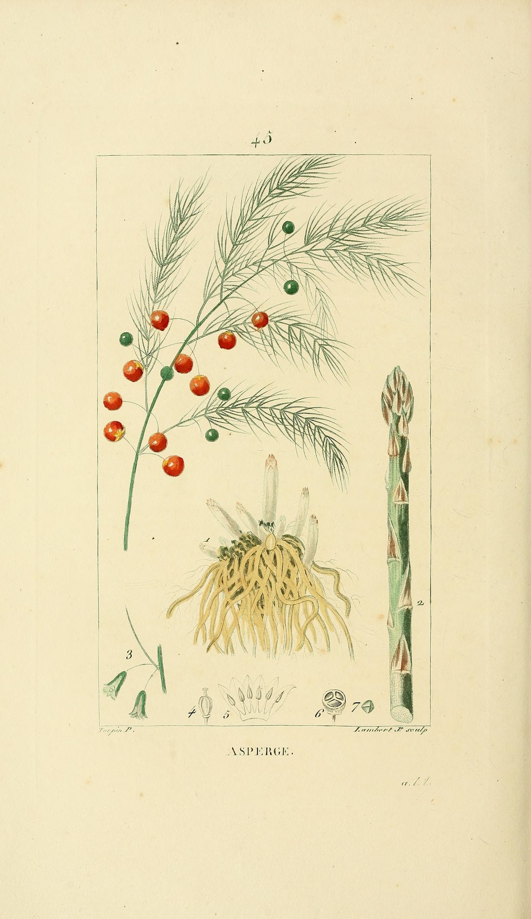 Asparagus officinalis (rights holder: Biodiversity Heritage Library)