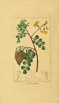 Image of bladder senna