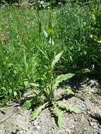 Image of smallflower hawksbeard