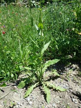 Image of smallflower hawksbeard