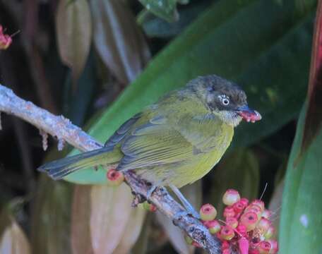 Image of Common Bush Tanager