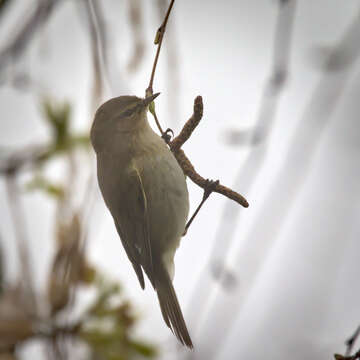 Image of Common Chiffchaff