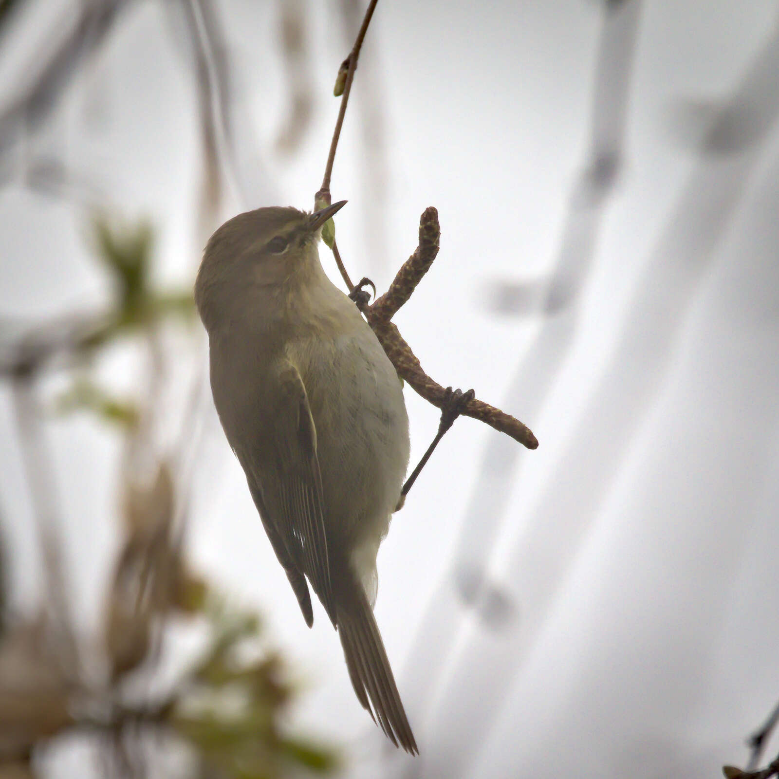 Image of Common Chiffchaff