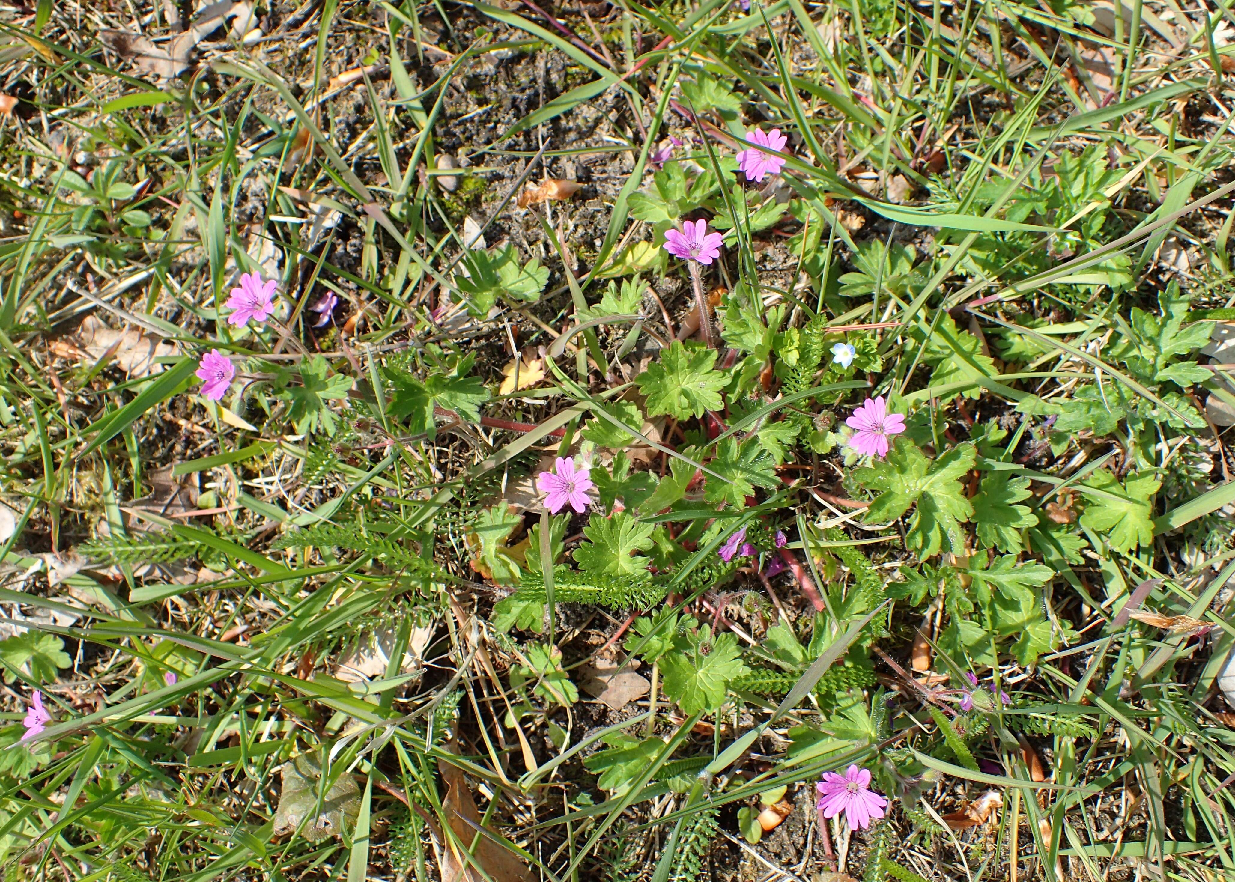 Imagem de Geranium molle L.