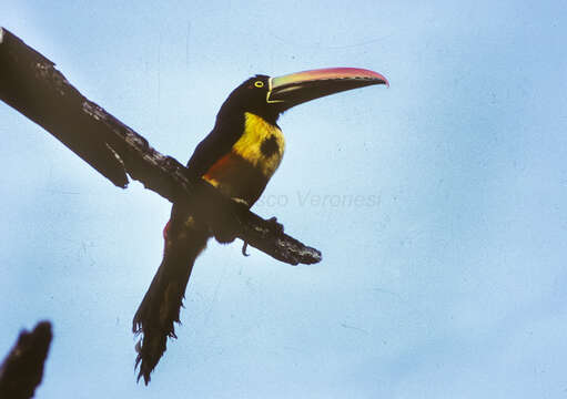 Image of Fiery-billed Aracari