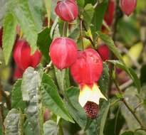 Image of trailing abutilon