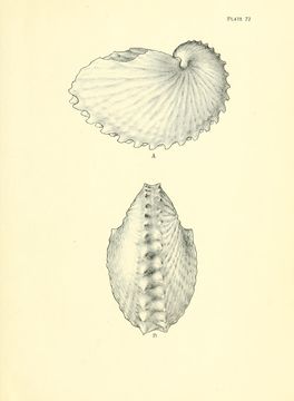 Image of Argonaut