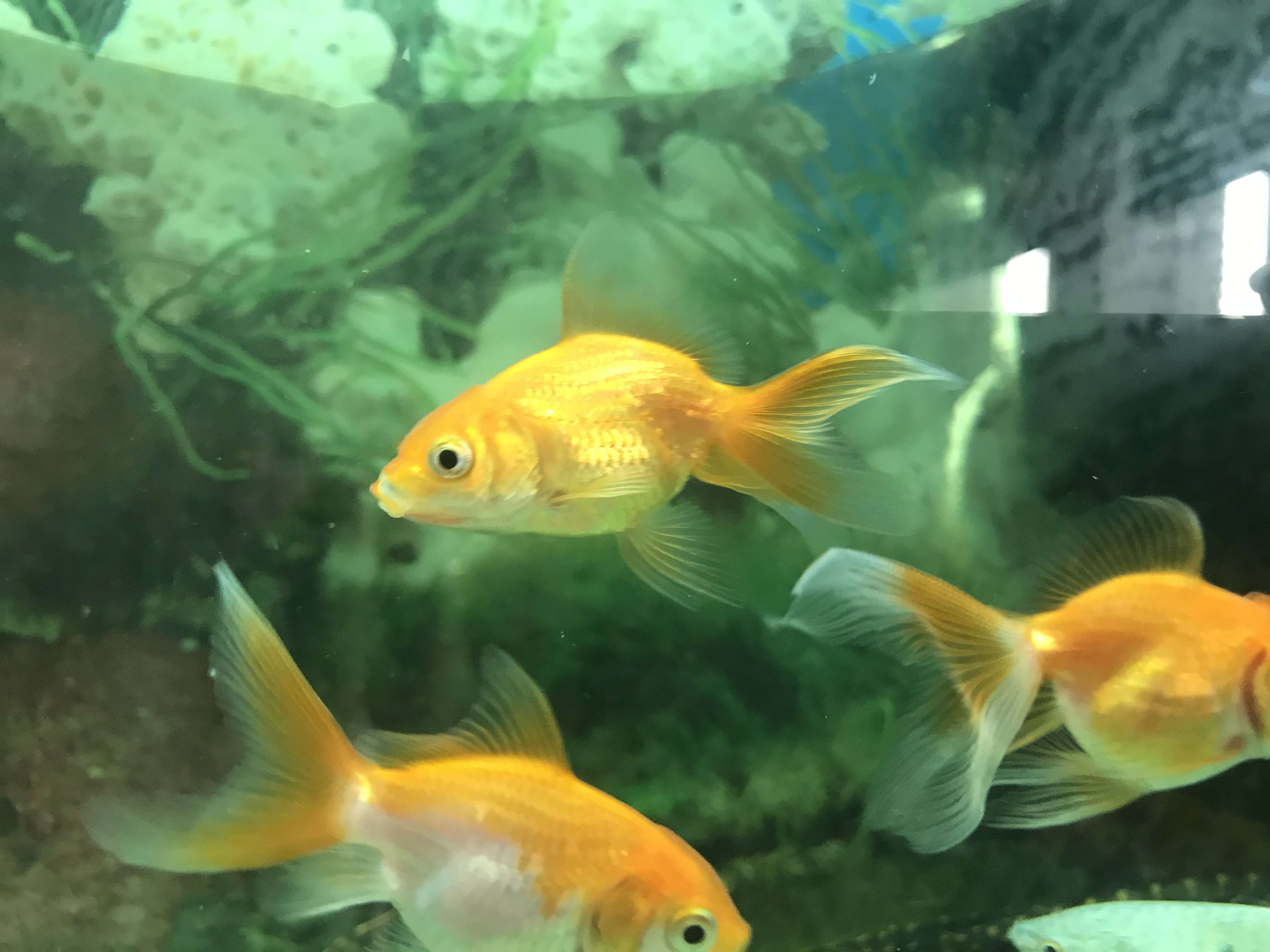 Image of Goldfish