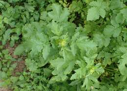 Image of white mustard