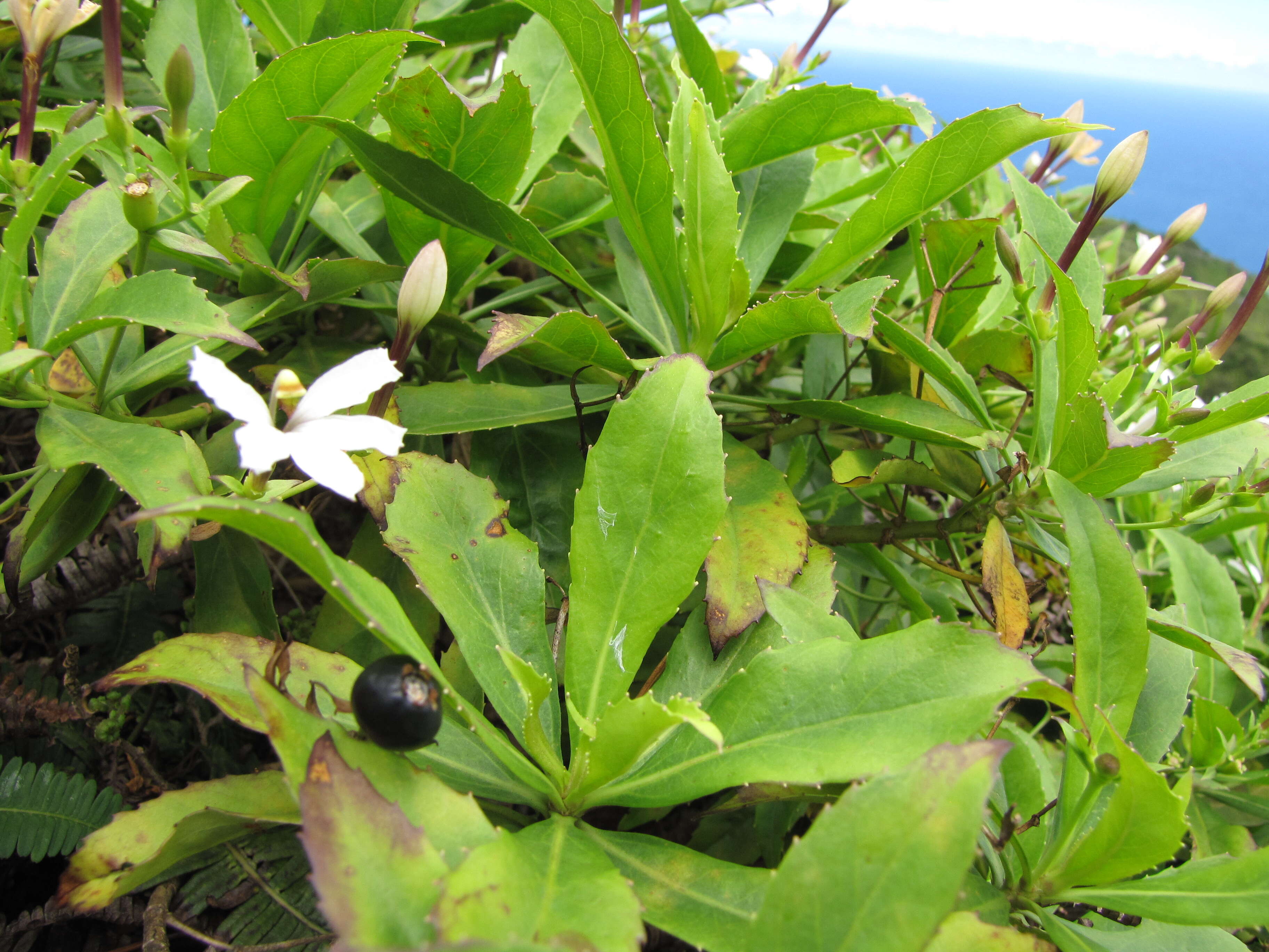 Imagem de Scaevola chamissoniana Gaud.