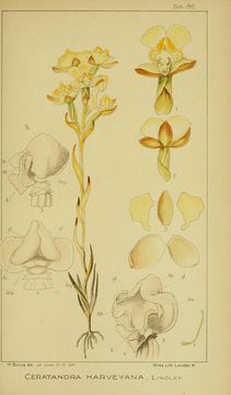 Image of <i>Ceratandra harveyana</i> Lindl.