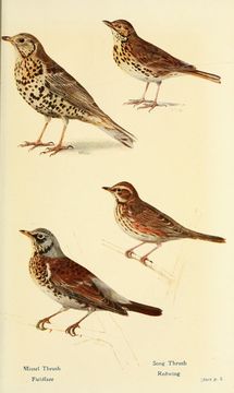 Image of Mistle thrush