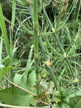 Image of Southern Giant Horsetail