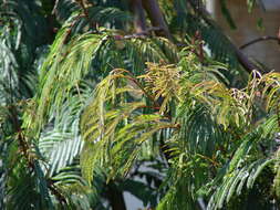 Image de Calliandra houstoniana (Mill.) Standl.