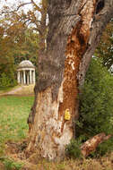 Image of Bracket Fungus